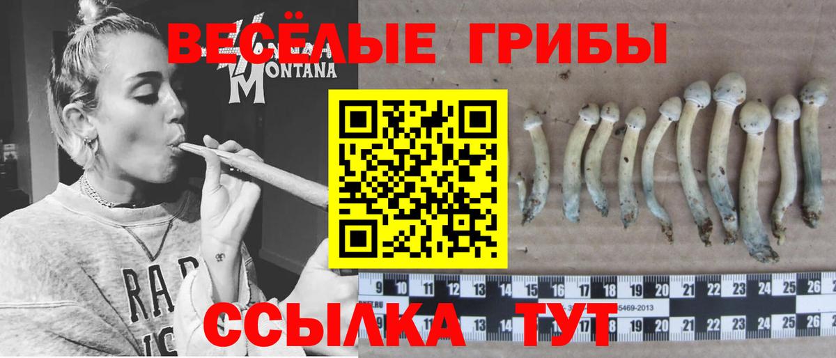 Псилоцибиновые грибы Cubensis  Вход с VPN  Дюртюли 
